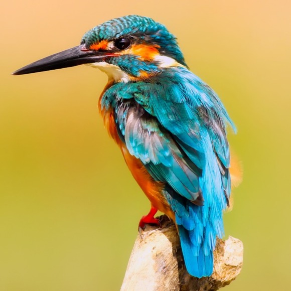 Meet your Posher, Omar - Picture 1 of 1